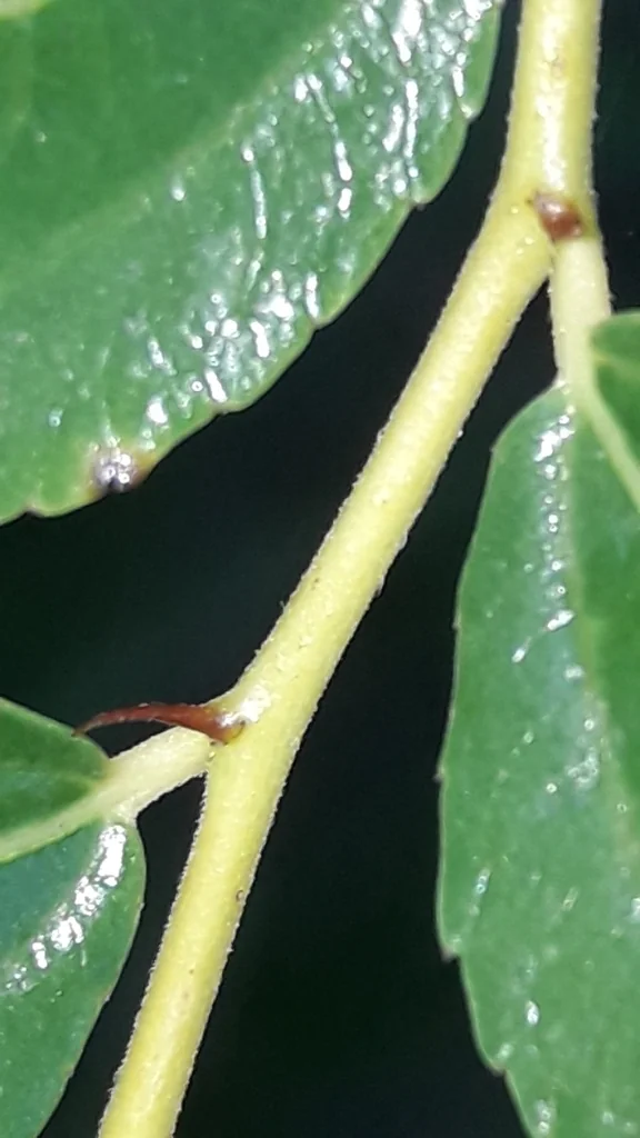 Ziziphus Jujuba
