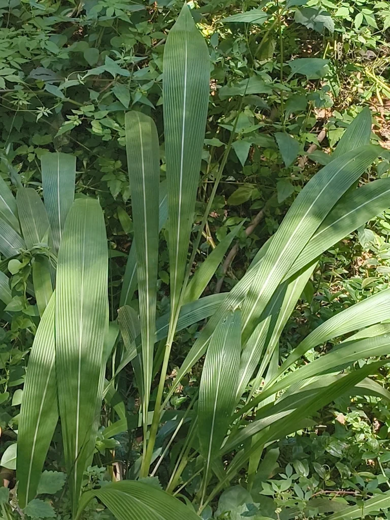 Setaria Palmifolia