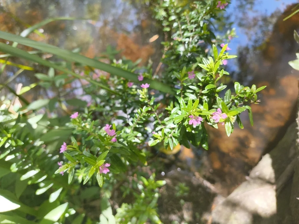 Cuphea Hyssopifolia