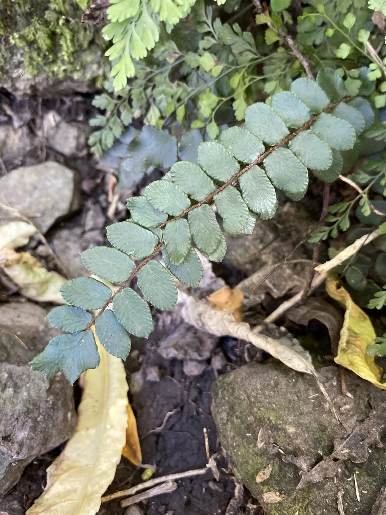 Pellaea Rotundifolia