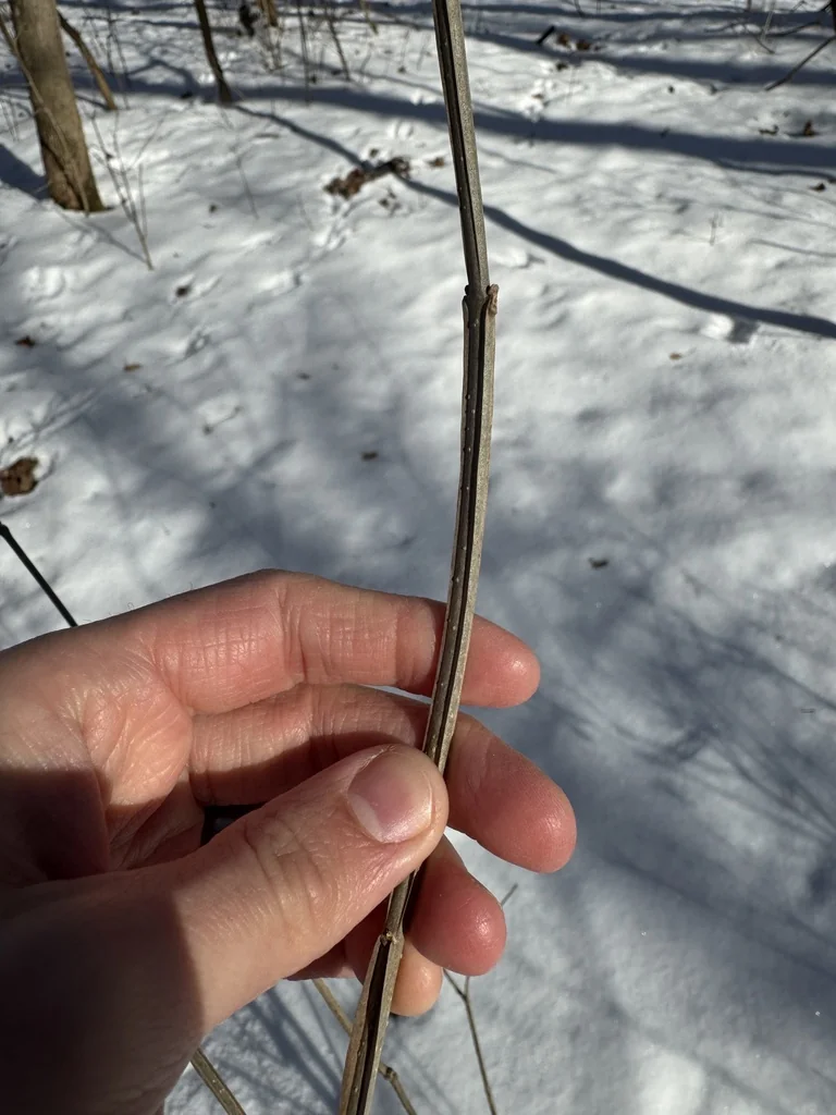 Fraxinus Quadrangulata