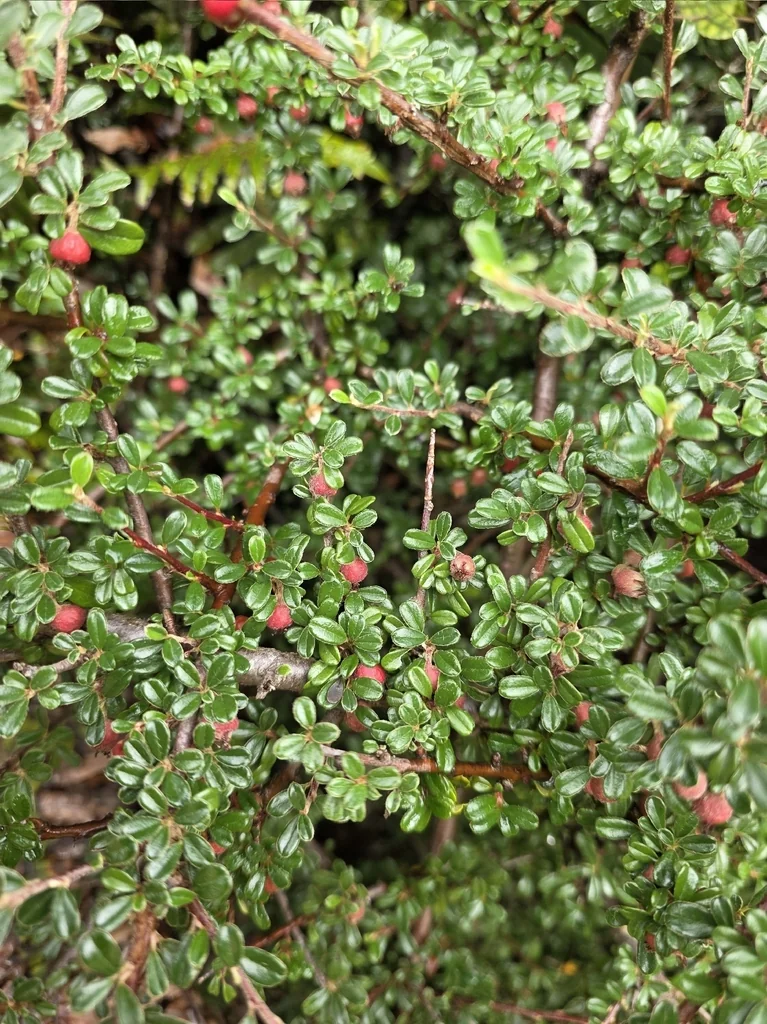 Cotoneaster Microphyllus