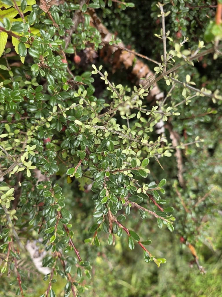 Cotoneaster Microphyllus