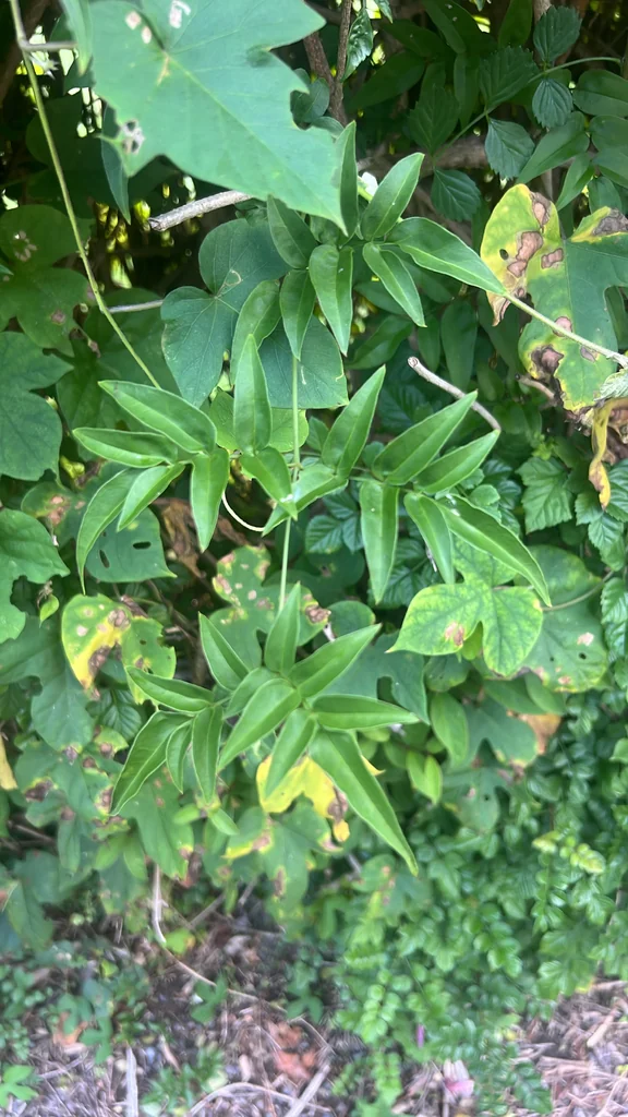 Jasminum Polyanthum