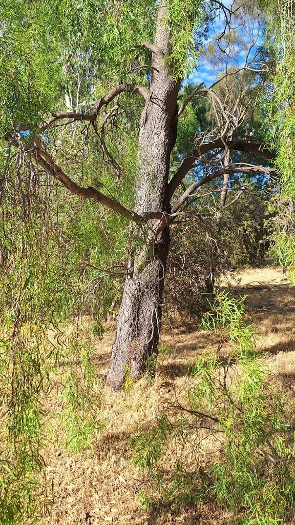 Acacia Salicina