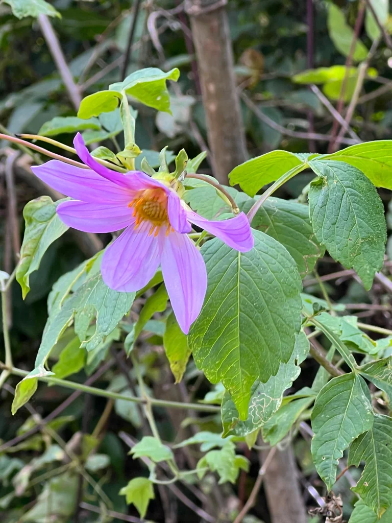 Dahlia Imperialis