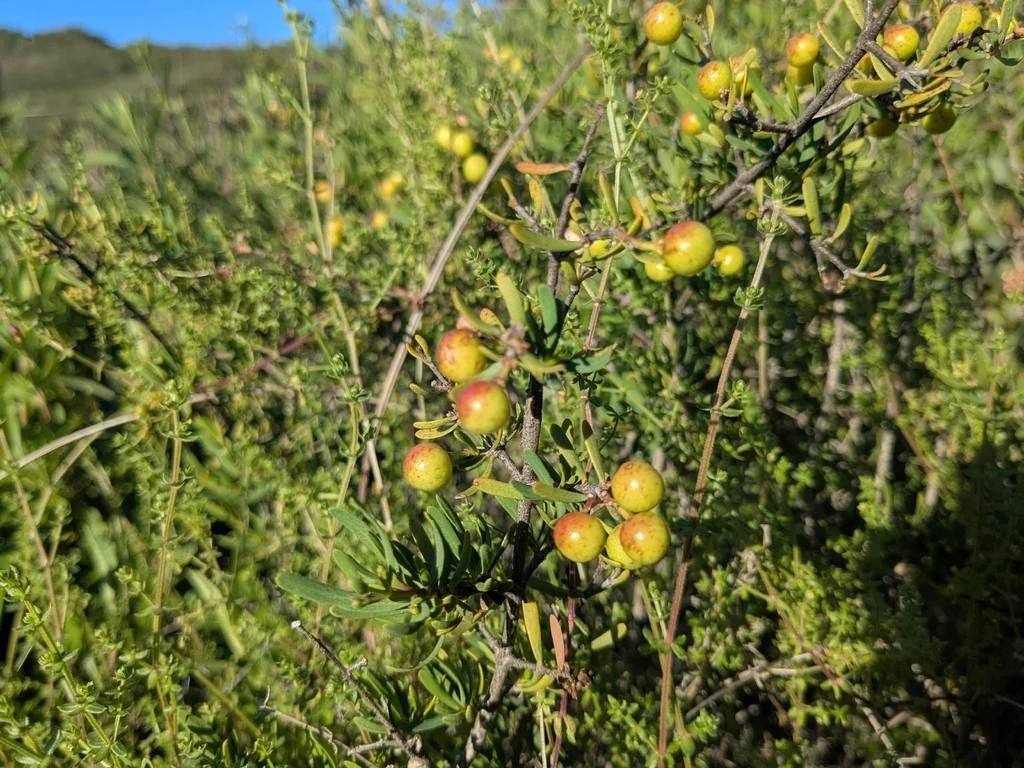 Cneoridium Dumosum