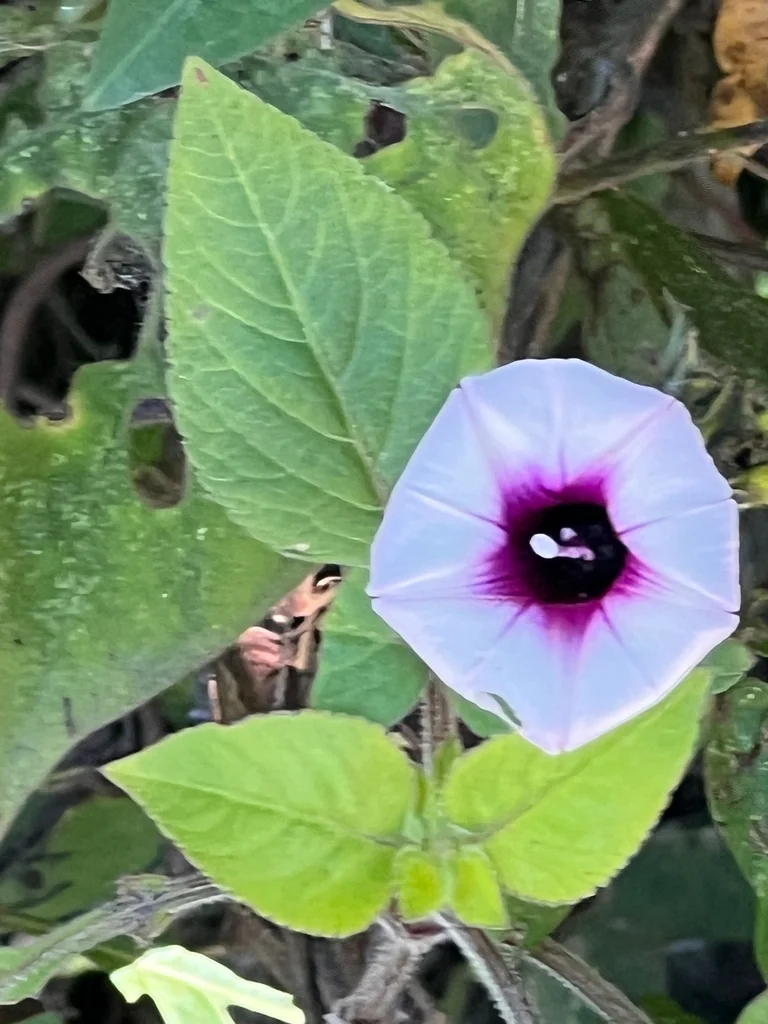 Ipomoea batatas