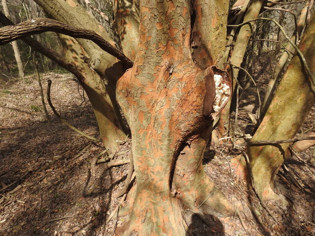 Ulmus Parvifolia