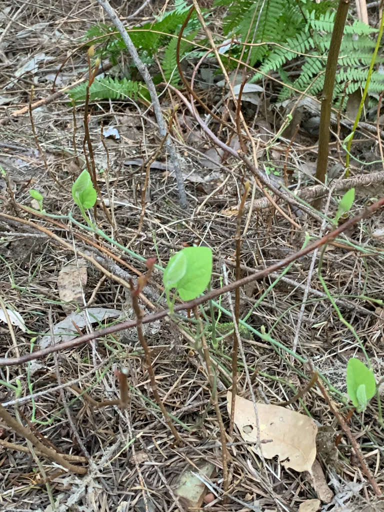 Aristolochia Californica