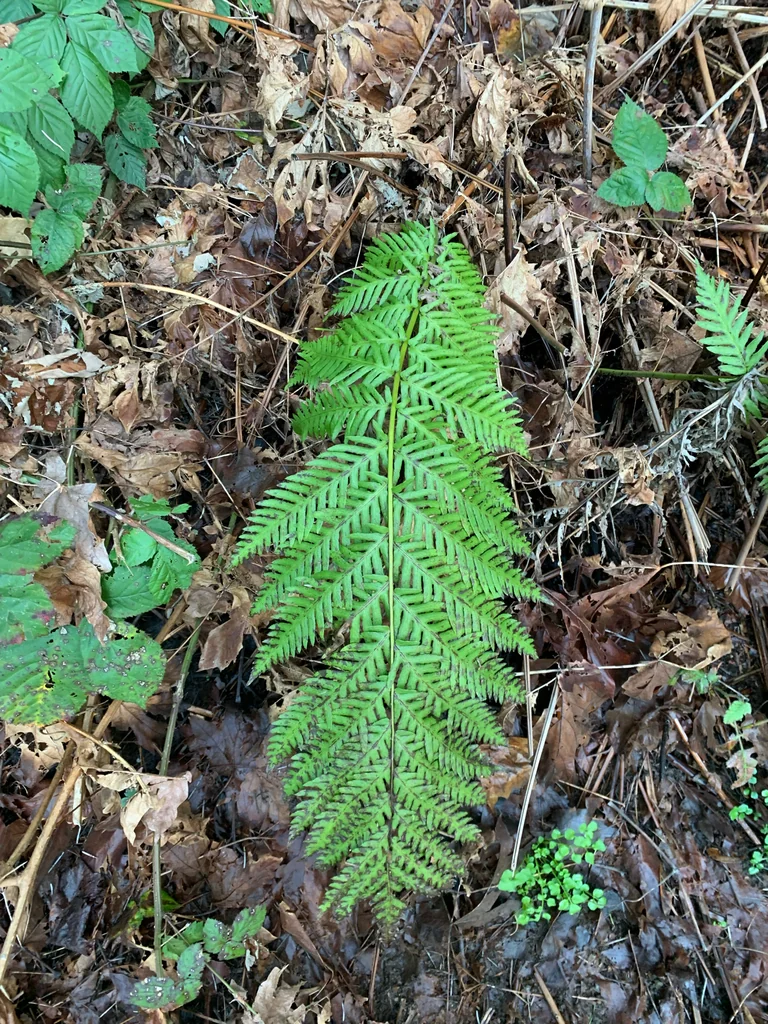 Woodwardia Fimbriata