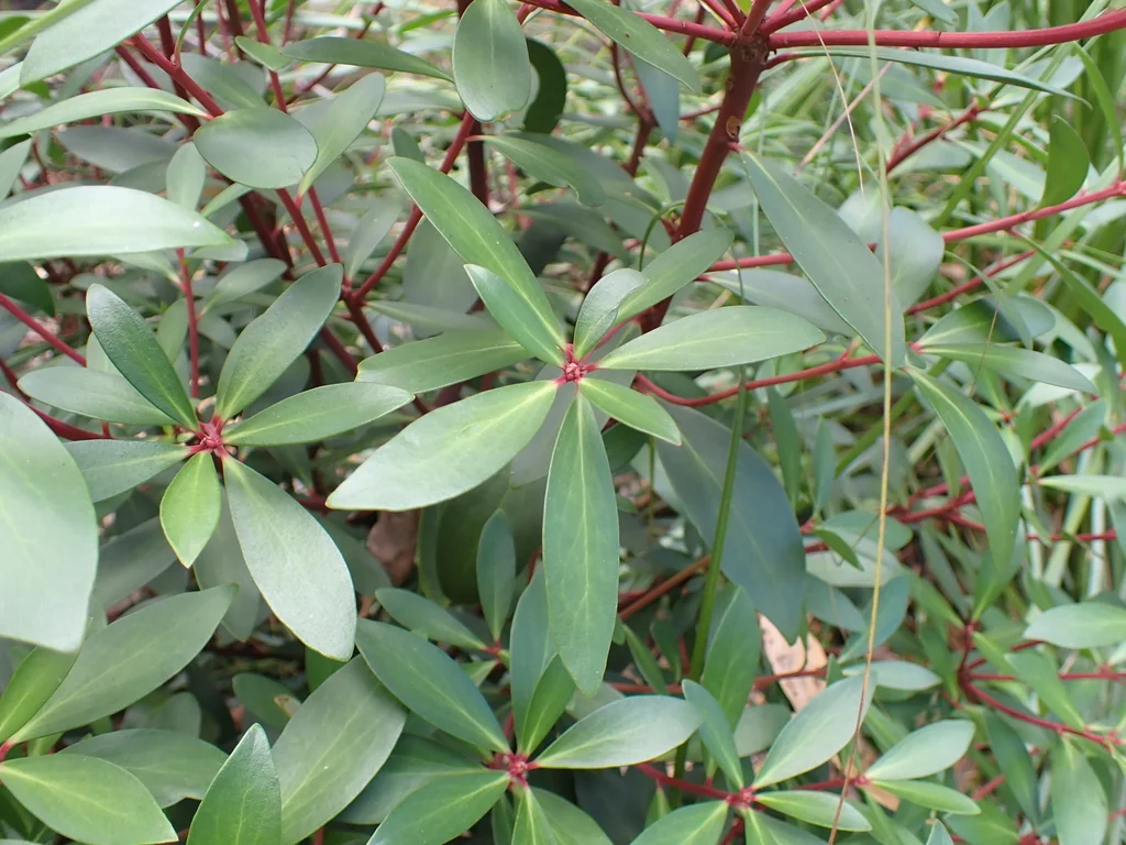 Drimys Lanceolata