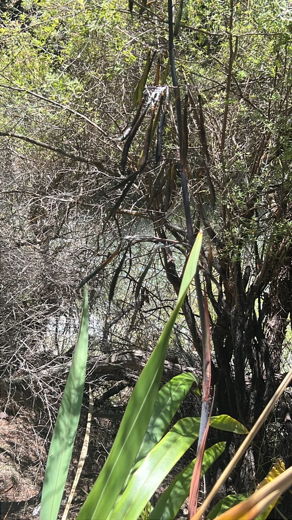 Phormium Cookianum