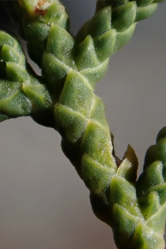 Juniperus Californica