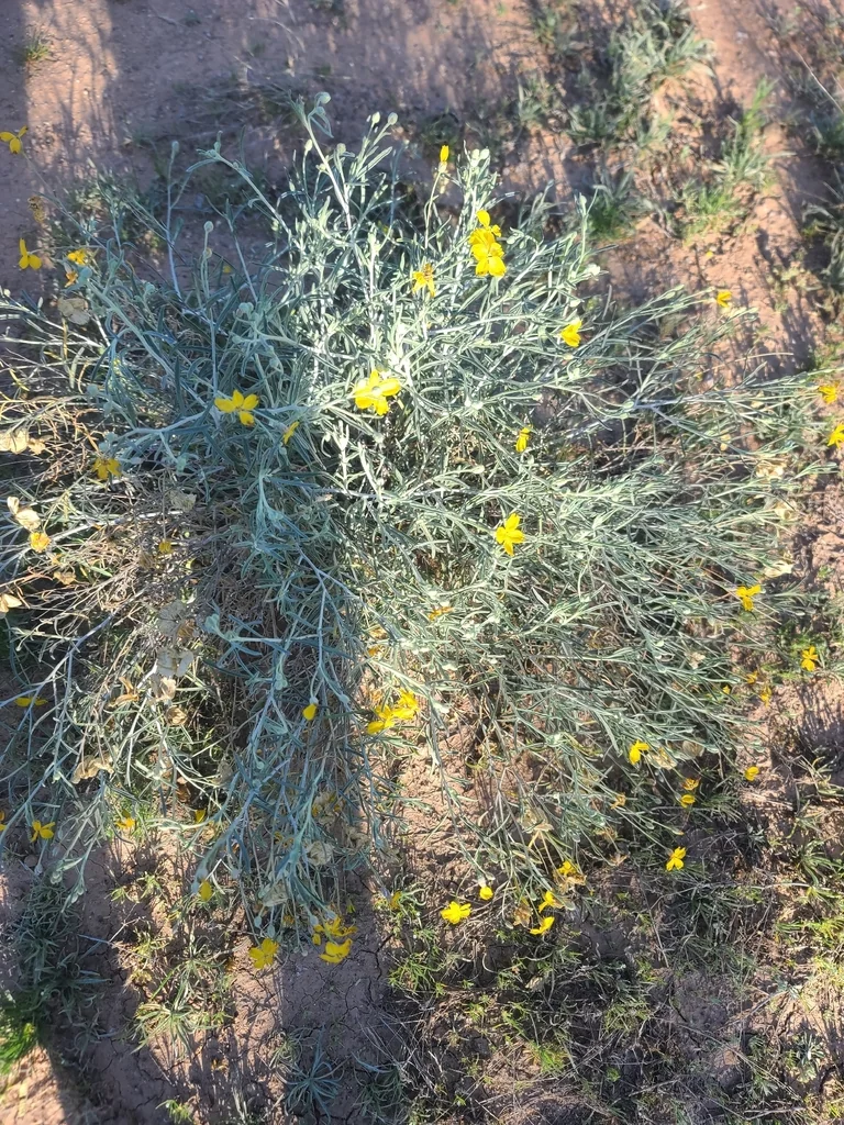 Psilostrophe Cooperi