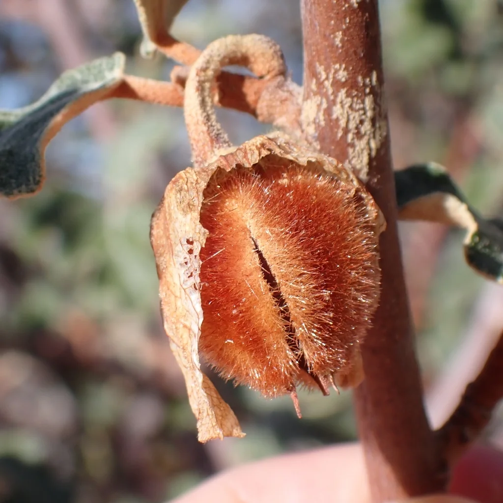 Fremontodendron Californicum