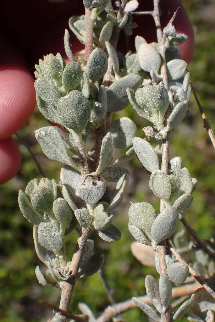 Atriplex Confertifolia