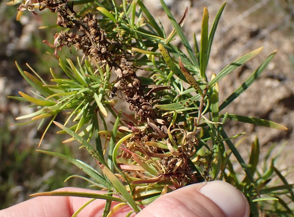 Artemisia Dracunculus