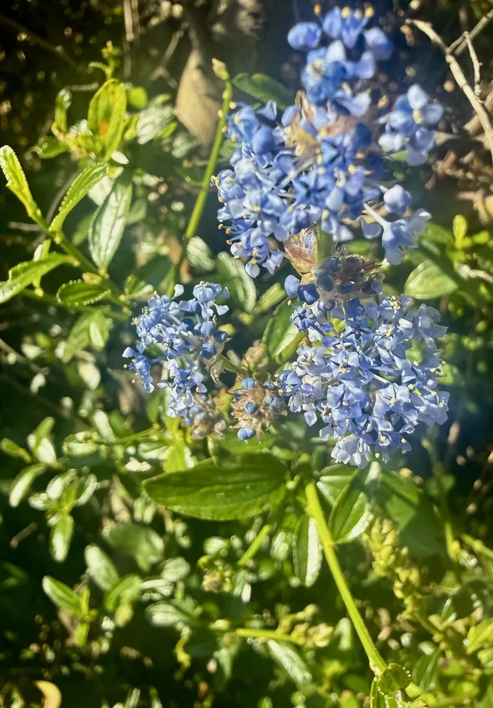 Ceanothus Thyrsiflorus