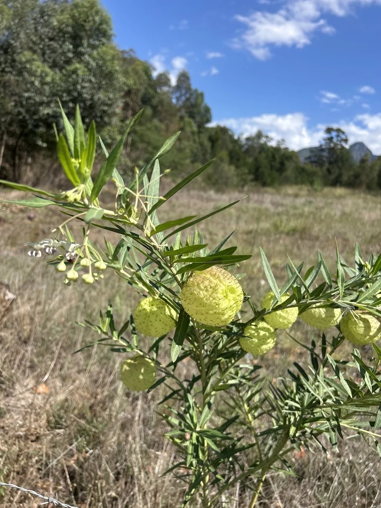 Gomphocarpus Physocarpus