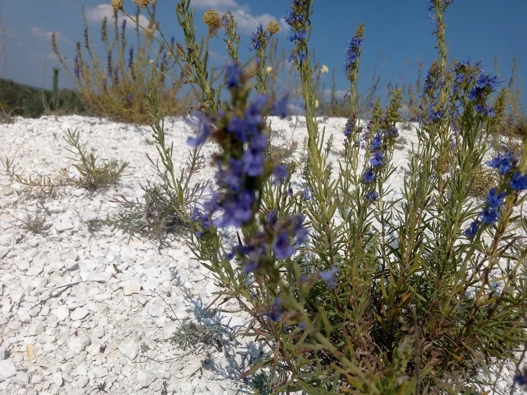 Hyssopus officinalis