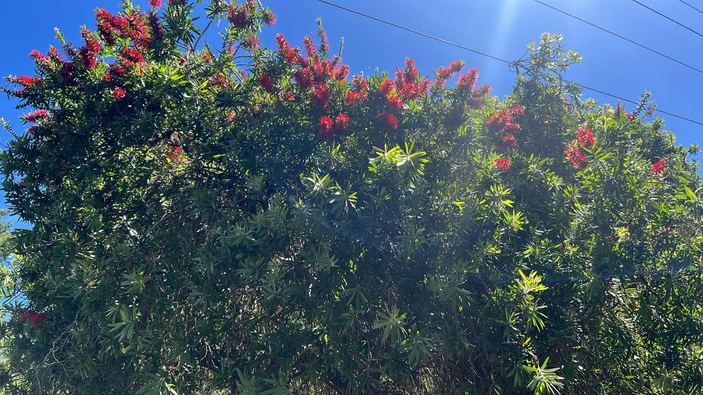 Callistemon Lanceolatus