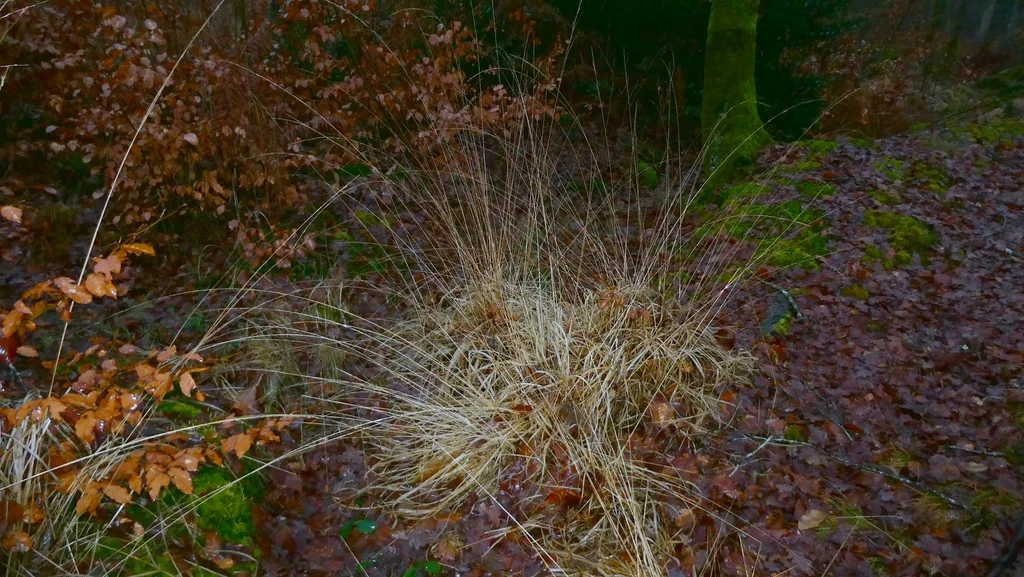 Molinia Caerulea
