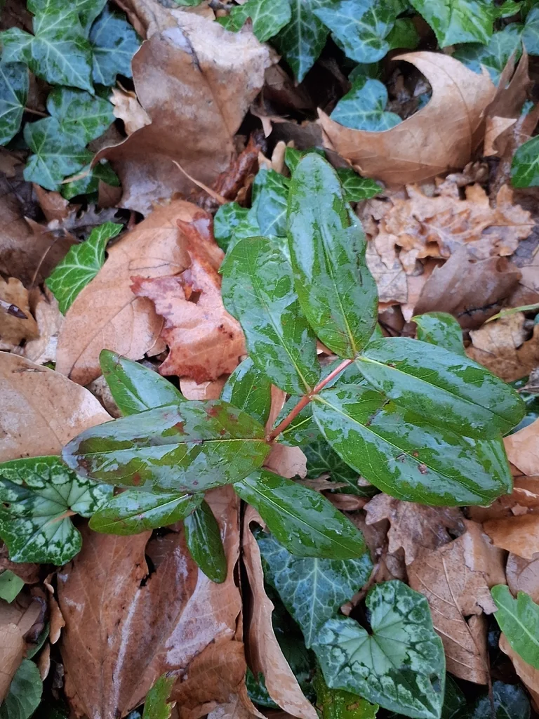 Hypericum Calycinum