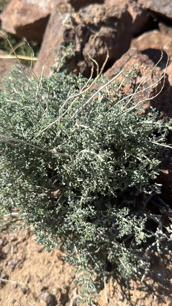 Ambrosia Dumosa