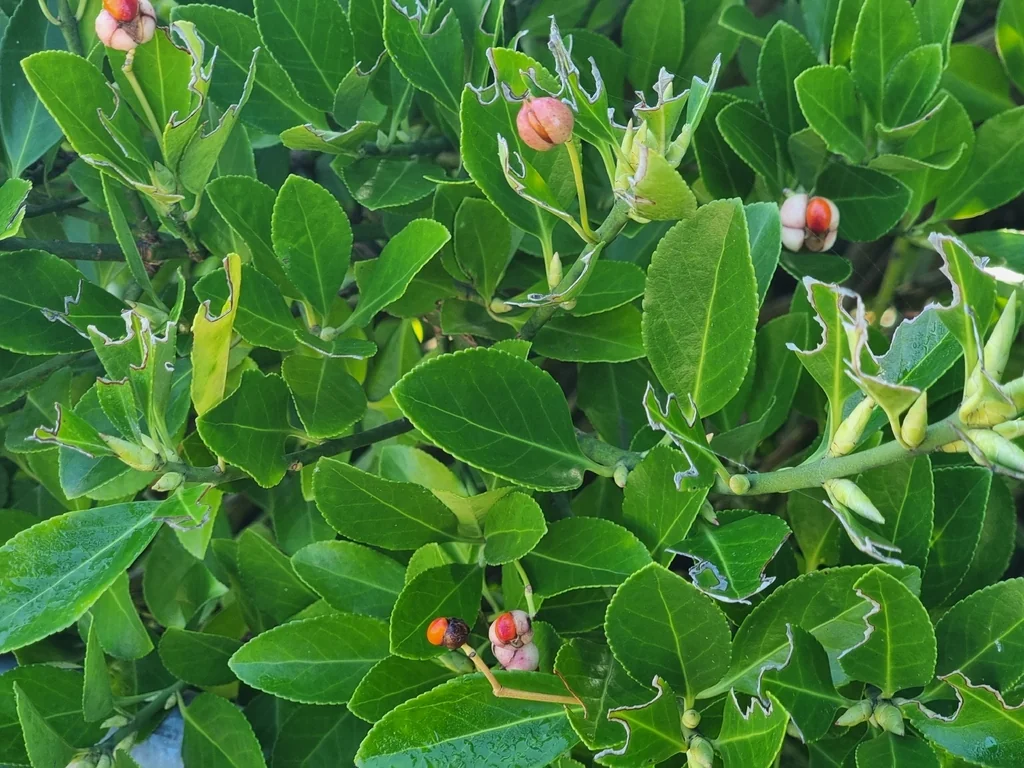 Euonymus Japonicus