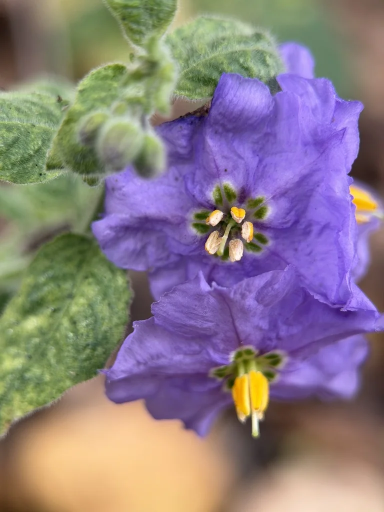 Solanum Xanti