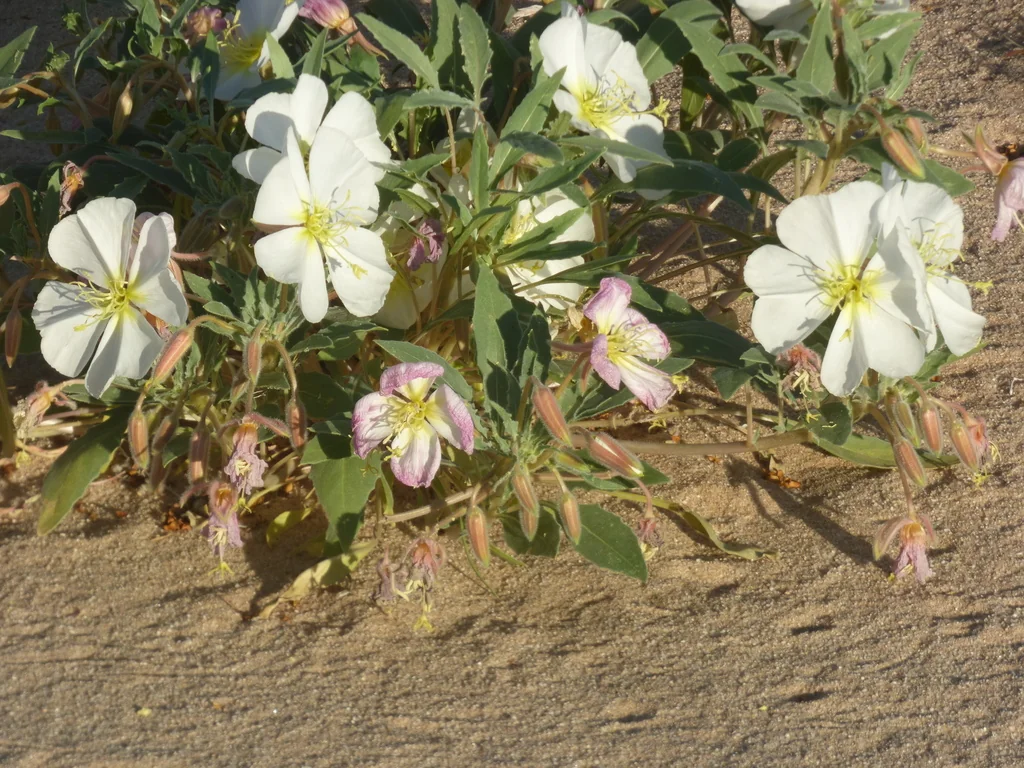Oenothera Deltoides