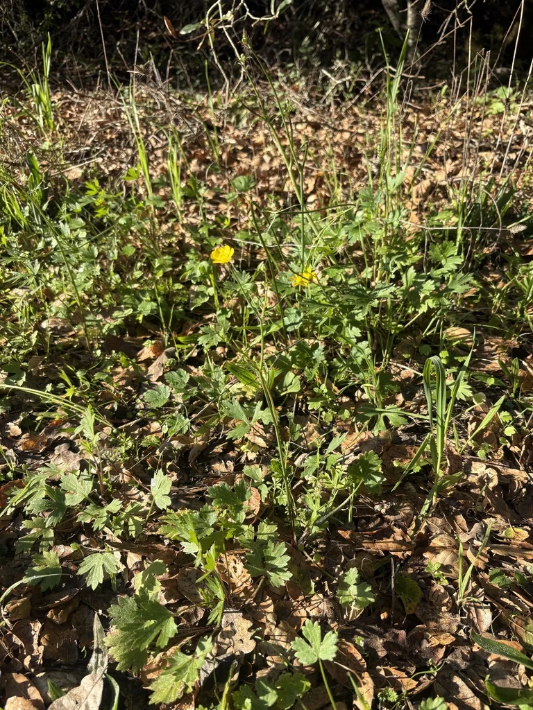 Ranunculus Californicus