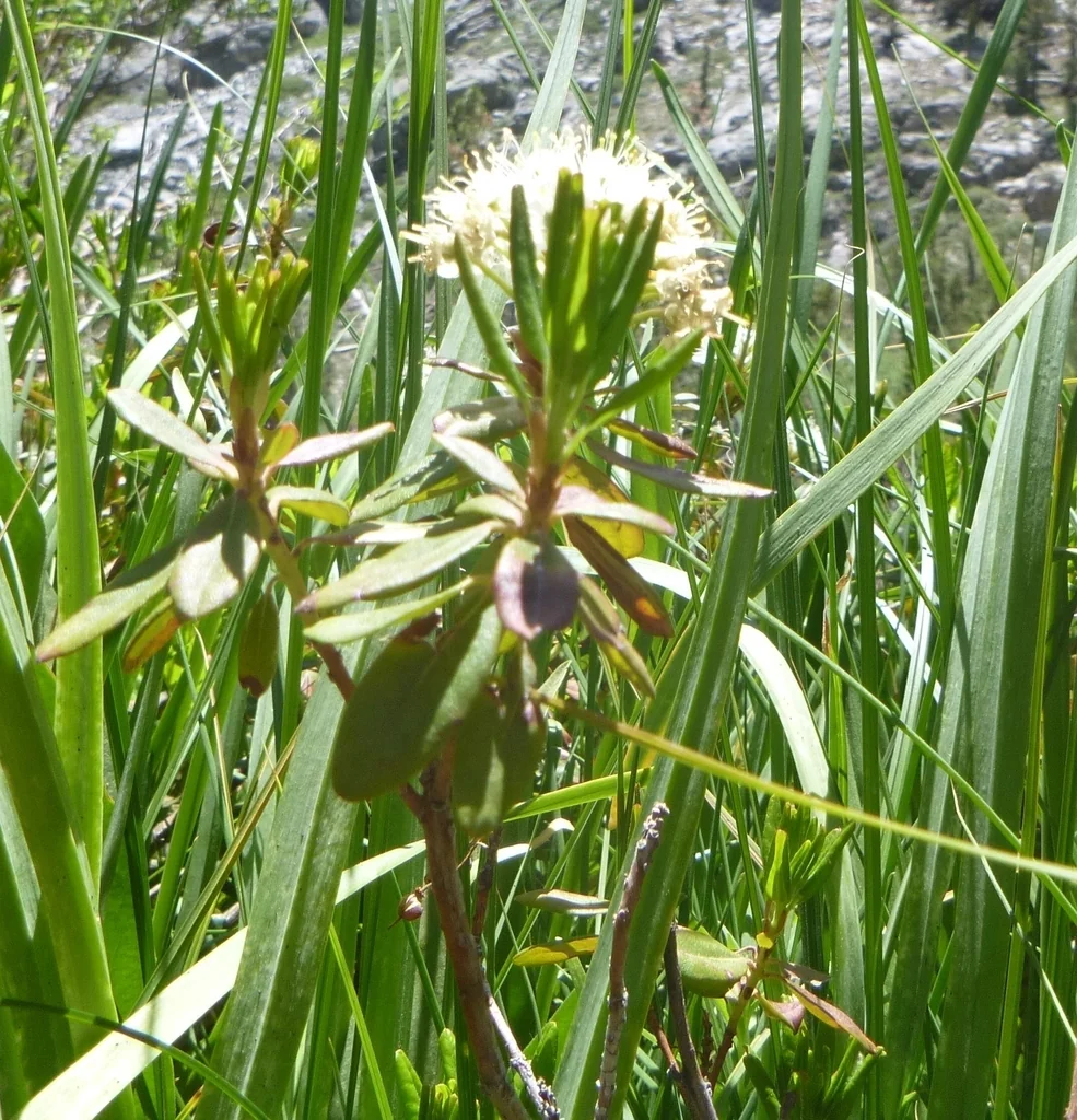 Rhododendron Columbianum