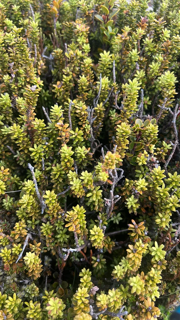 Podocarpus Nivalis