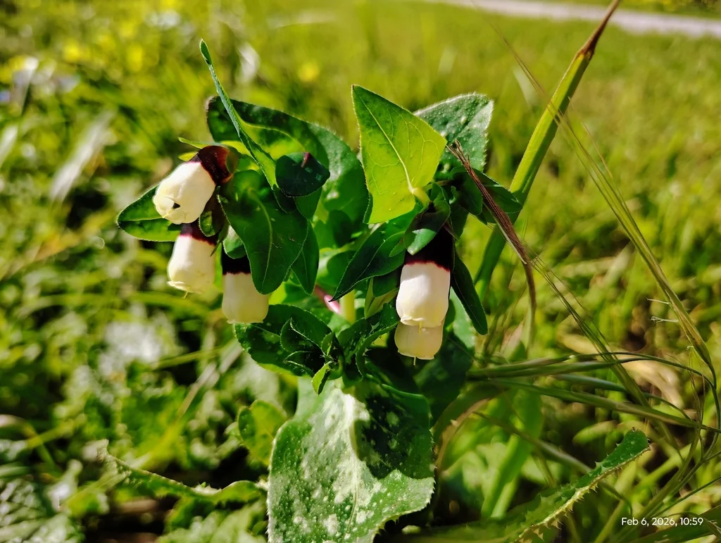 Cerinthe Major