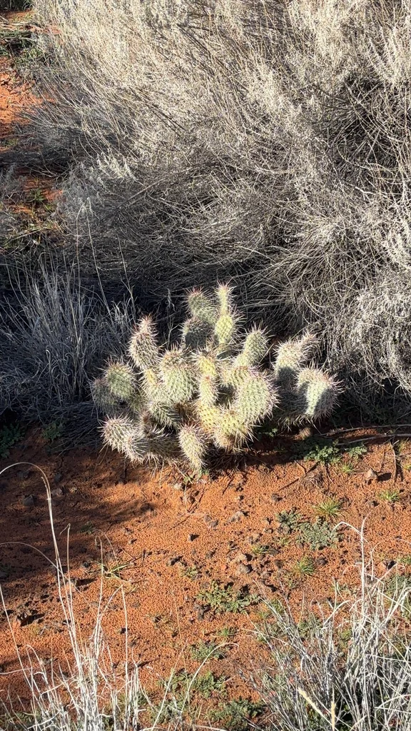 Opuntia Erinacea
