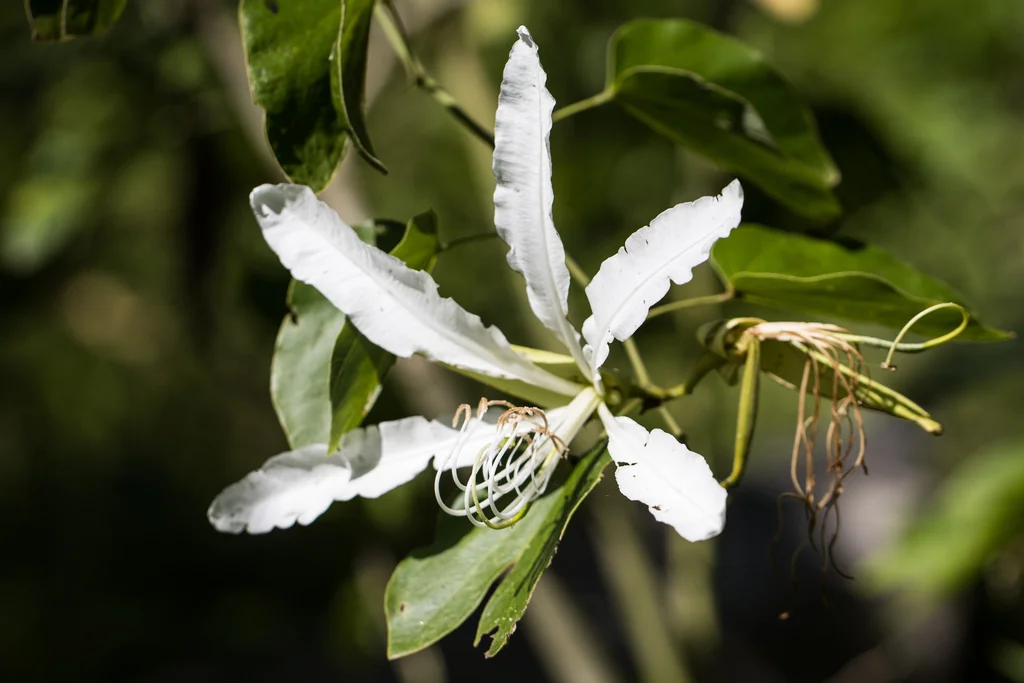 Bauhinia forficata