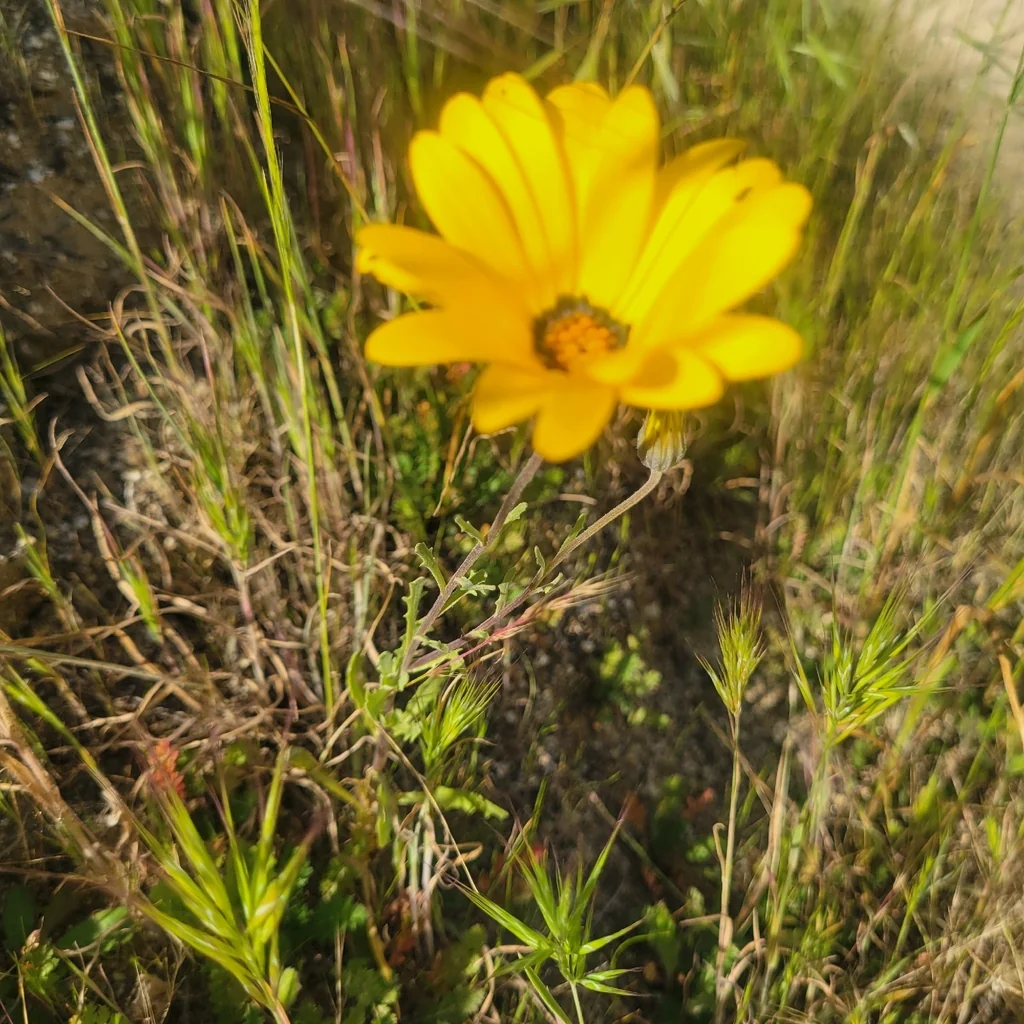 Dimorphotheca Aurantiaca
