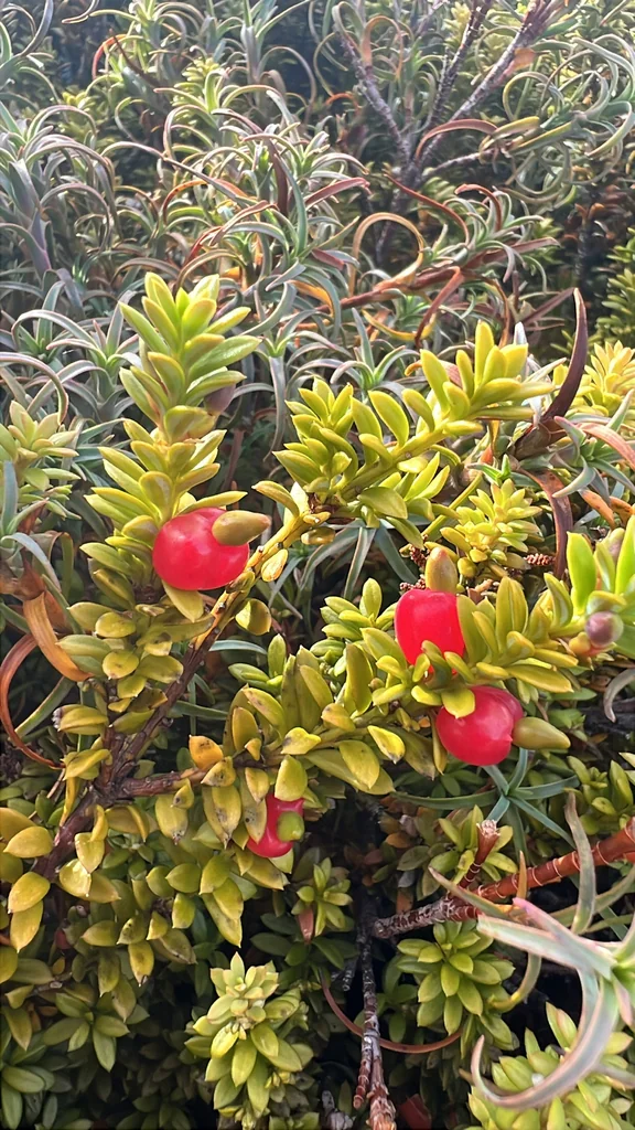 Podocarpus Nivalis