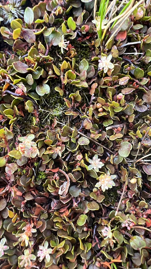 Muehlenbeckia axillaris