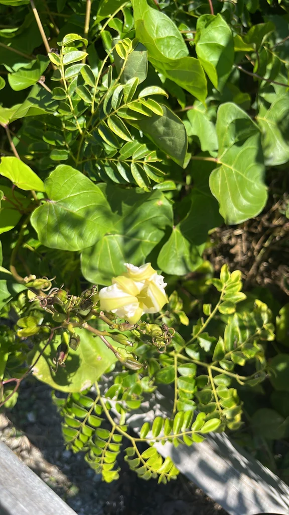 Ipomoea Alba