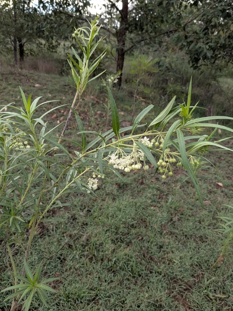Gomphocarpus Physocarpus
