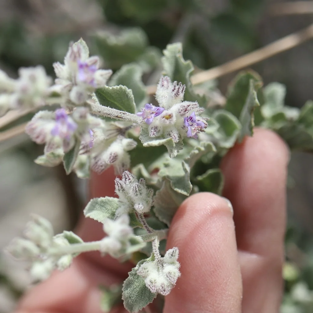Hyptis Emoryi