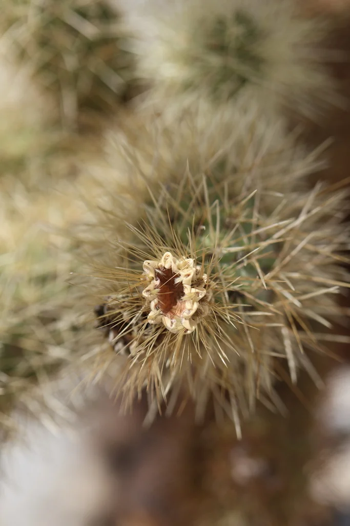 Cylindropuntia Bigelovii