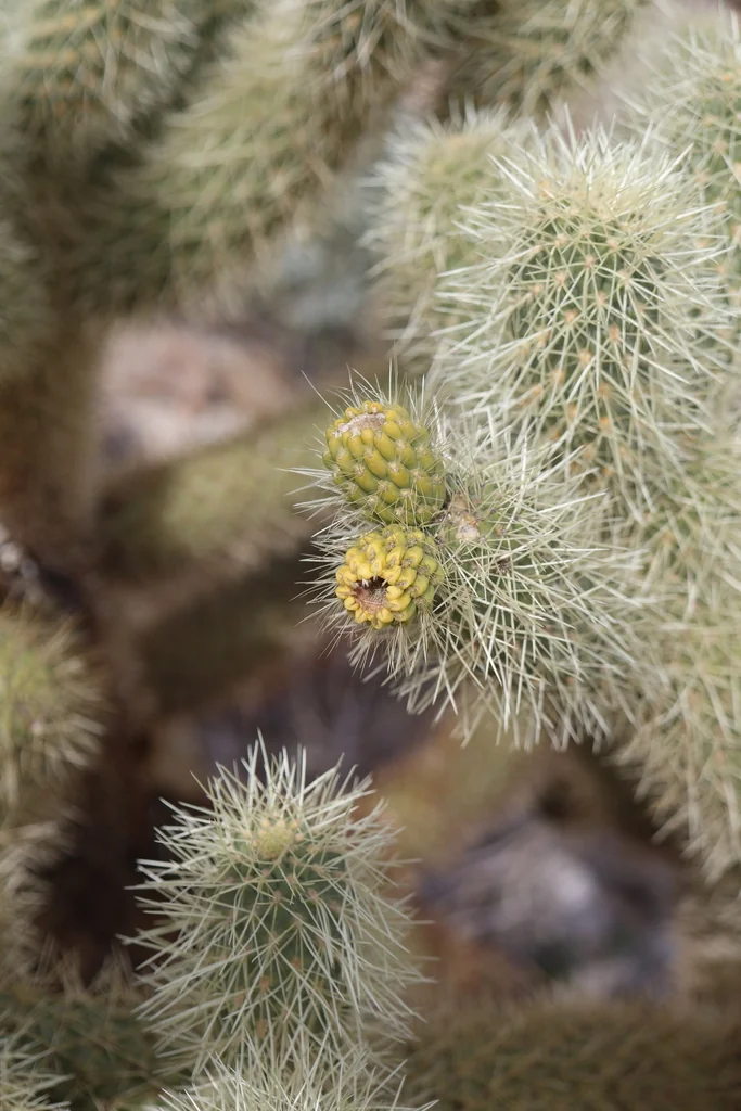 Cylindropuntia Bigelovii