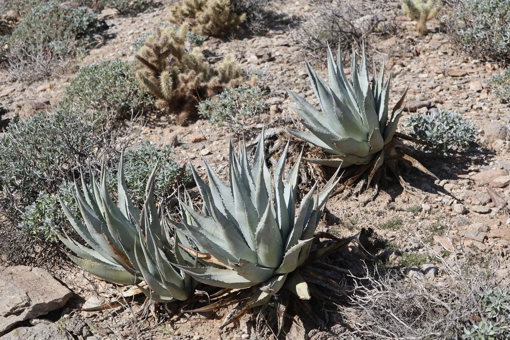 Agave Deserti