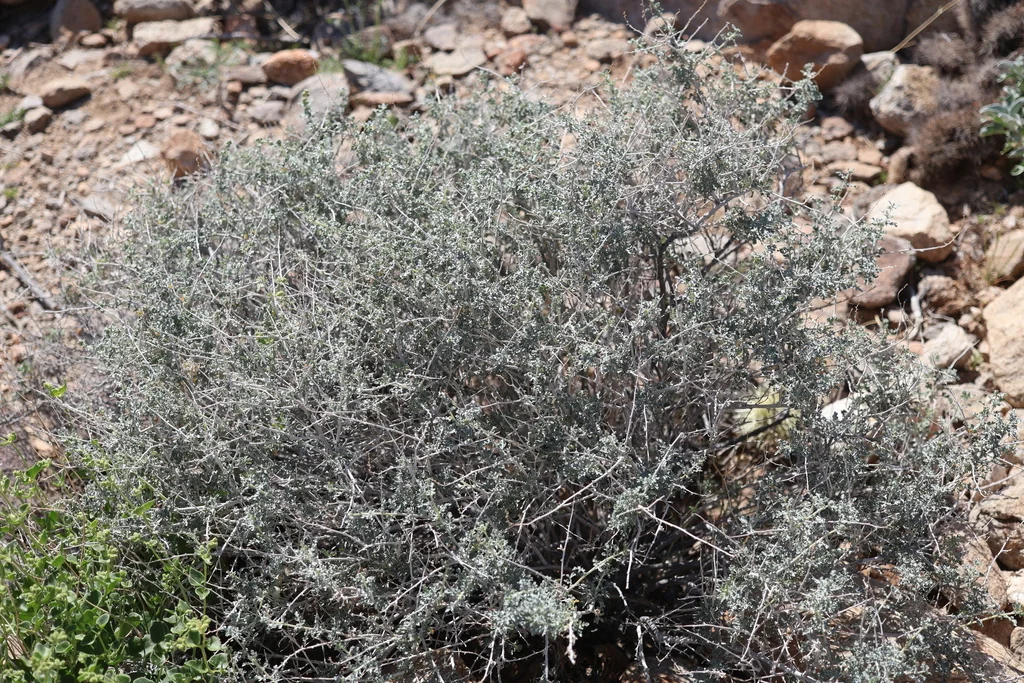 Ambrosia Dumosa