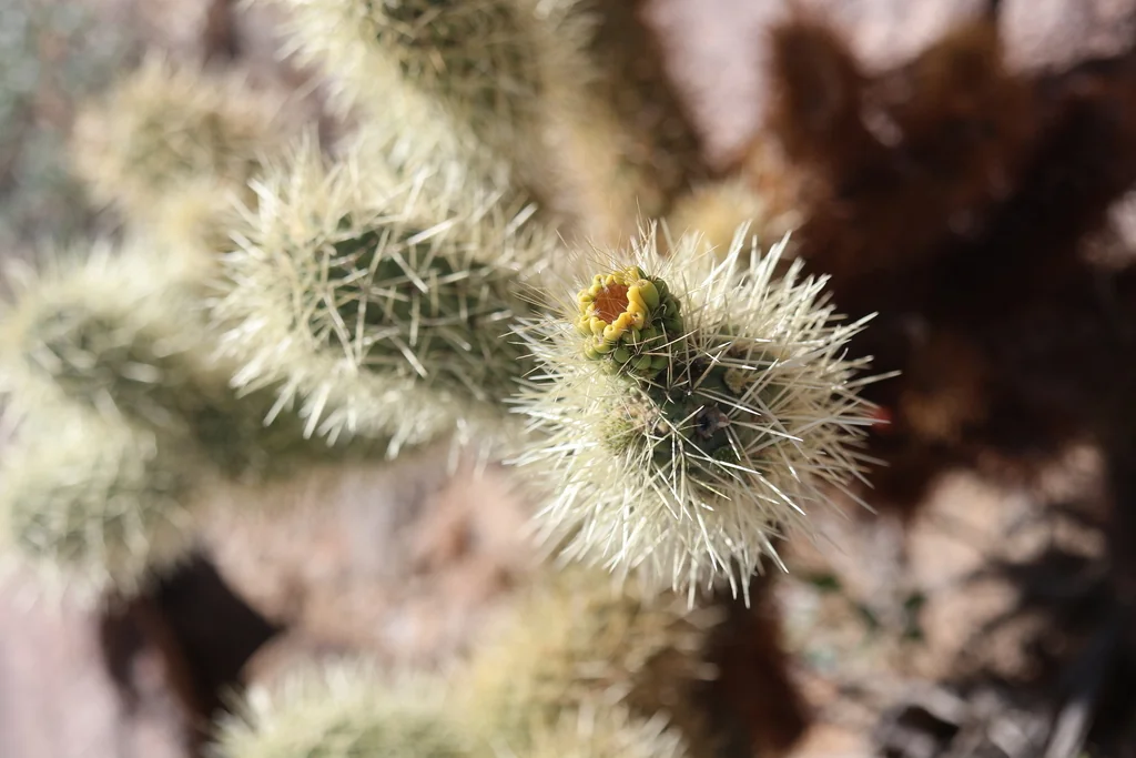 Cylindropuntia Bigelovii