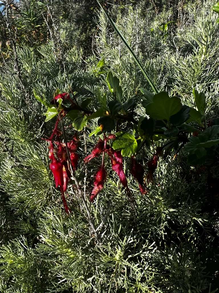 Ribes Speciosum